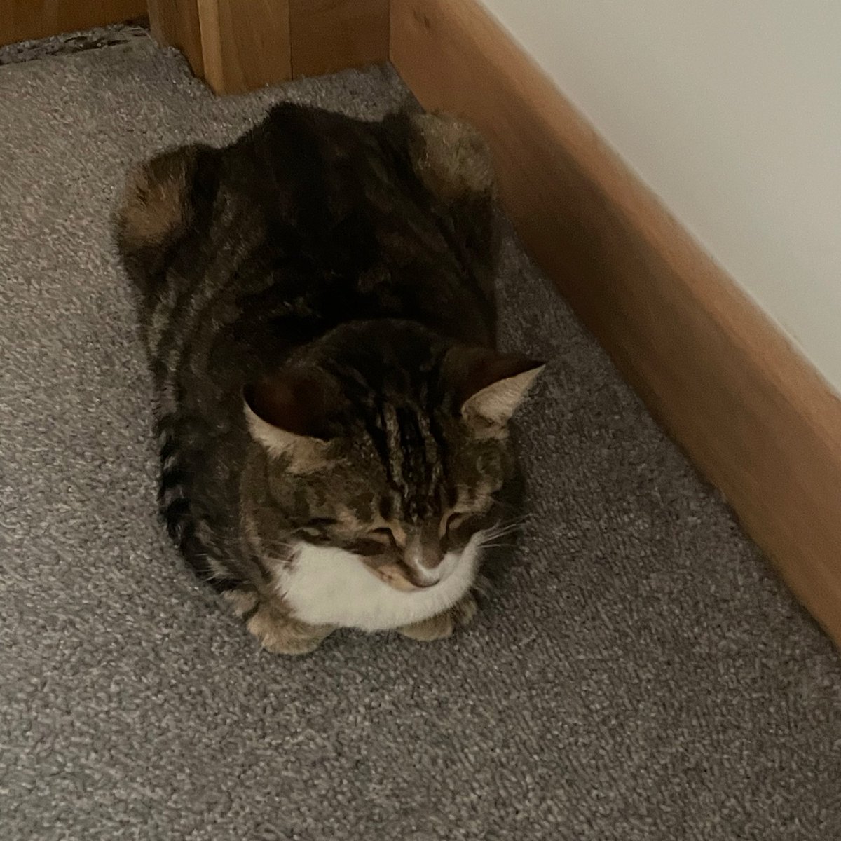 SoxandD's tweet image. A trio of loavesโฆ ๐ ๐ ๐ ! Happy #kittyloafmonday love from all the gang ๐ฝโค๏ธ๐ป๐๐น๐ธ๐ค๐ผ๐ชดโ๏ธ๐พ
#CatsOfTwitter #newweek #monday #MondayMotivation #MondayMood #bossTeddy #mondaythoughts