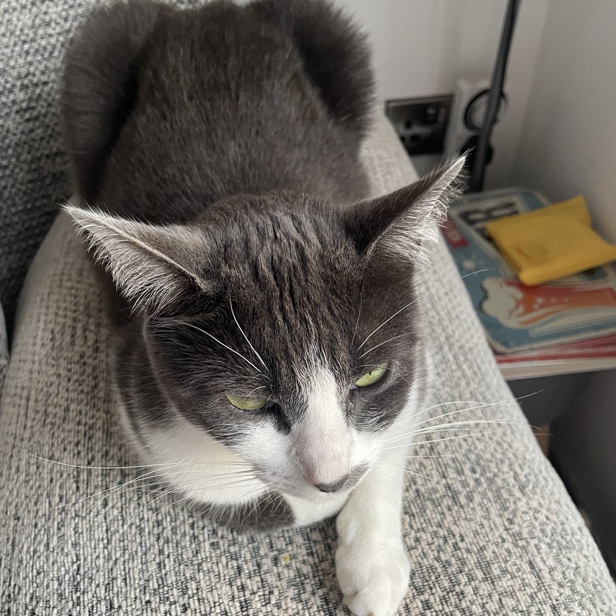 SoxandD's tweet image. A trio of loavesโฆ ๐ ๐ ๐ ! Happy #kittyloafmonday love from all the gang ๐ฝโค๏ธ๐ป๐๐น๐ธ๐ค๐ผ๐ชดโ๏ธ๐พ
#CatsOfTwitter #newweek #monday #MondayMotivation #MondayMood #bossTeddy #mondaythoughts