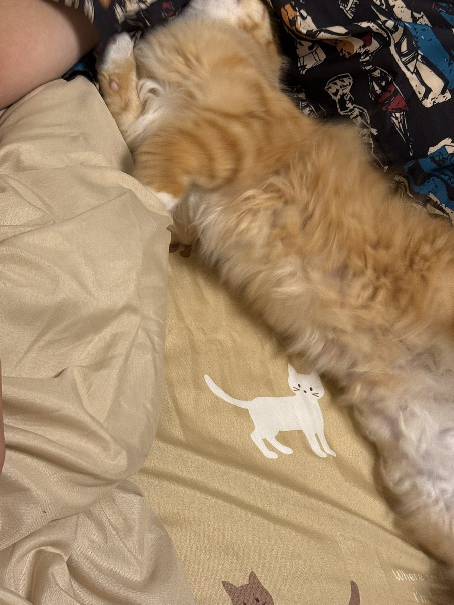 B9Pqpy's tweet image. 旦那🐈に取られました笑😆😆😆😆😆