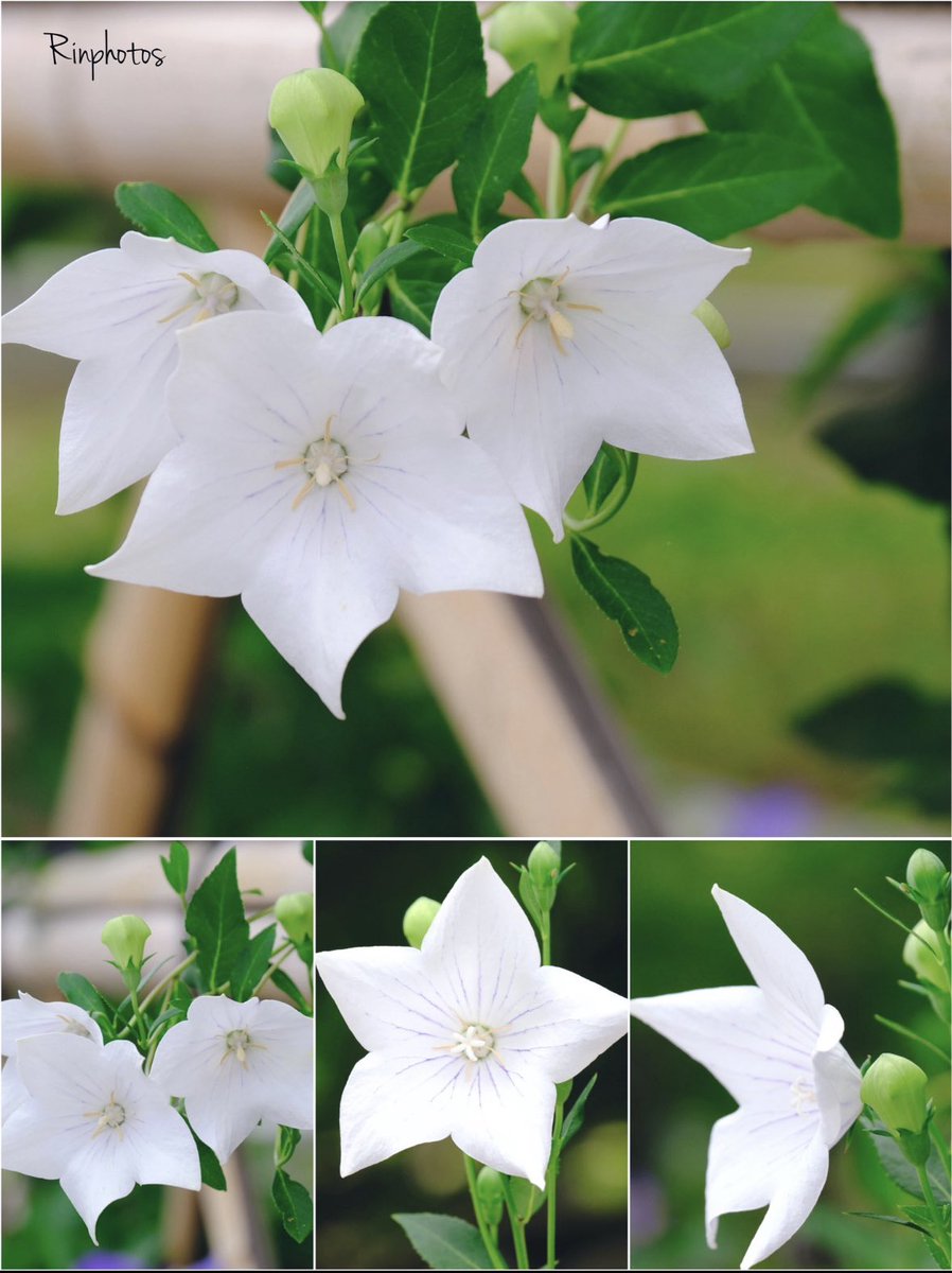 ɢ०ᵒᒄ ʍᵒ~ʳᐢⁱᐢᵍ･*:⋆゜
おはこんにちは👒*･

𖡼.𖤣𖥧𖡼.𓇥 ֒𖡼.𖤣𖥧

白い
桔梗𓂂𓏲𓆸܀

嬉しいこと
楽しいこと
たくさん
あるといいね
❁⃘*.ﾟ

花言葉
「清楚」
🌸🍃ꔛꕤ

今週も宜しく
お願い致します

ღ Haνҽ ª ɢ♡♡Ð ɗaγ ღ٭:.*ஐೄ🌿✨☕♡𖧷𓍯 𓈒𓂂