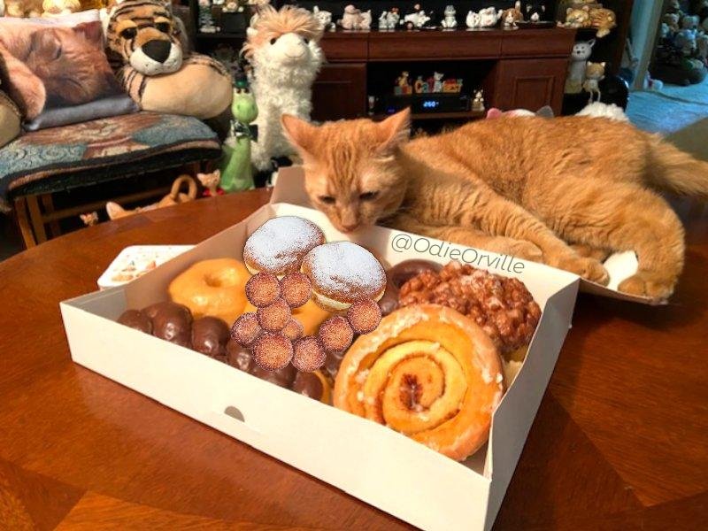 How do you spell happiness? 
D-O-N-U-T-S !!! 😸🍩

How was everyone's Donut Sunday?