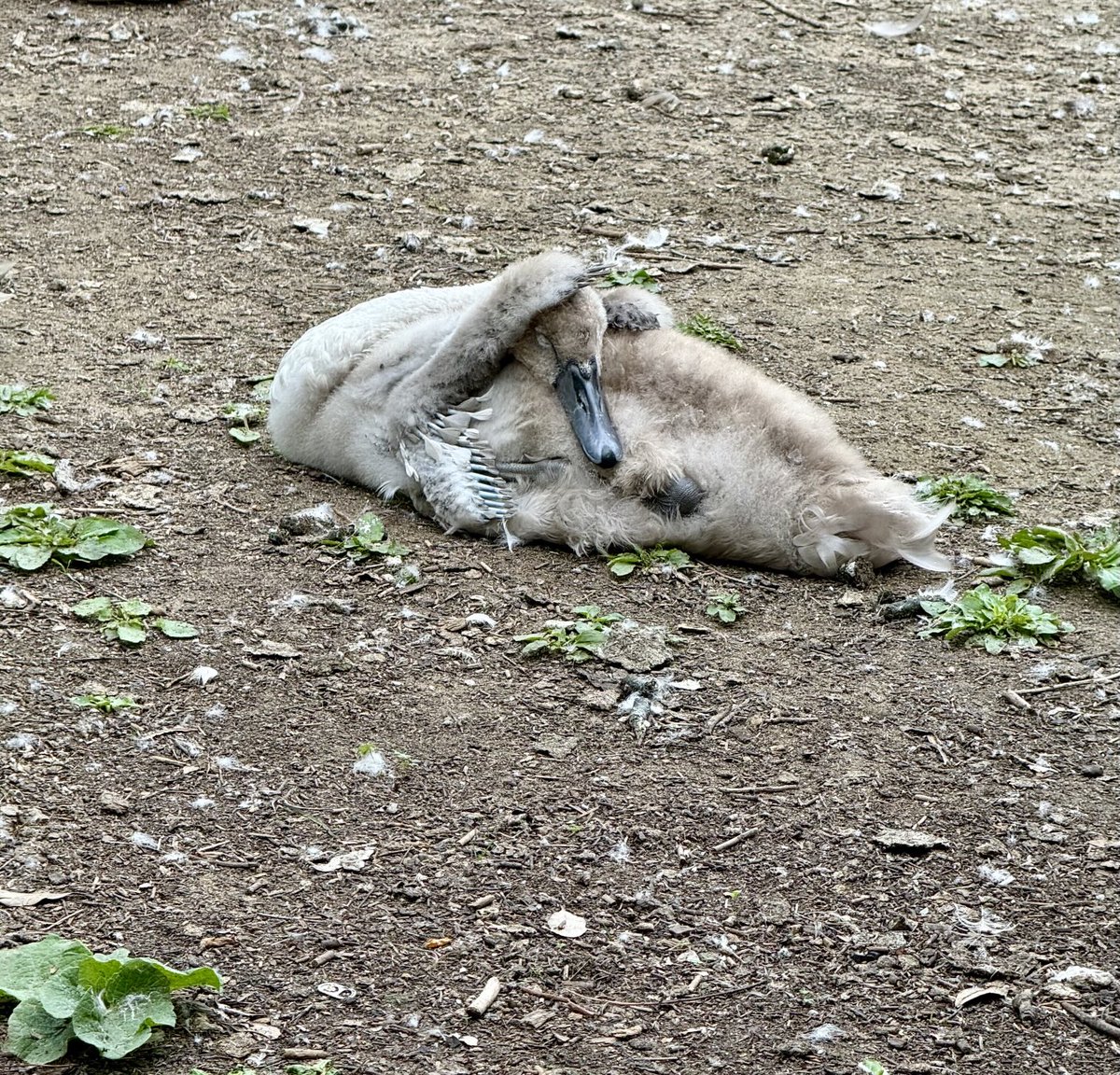 Cuteness overload warning!
From this mornings walk 🦢