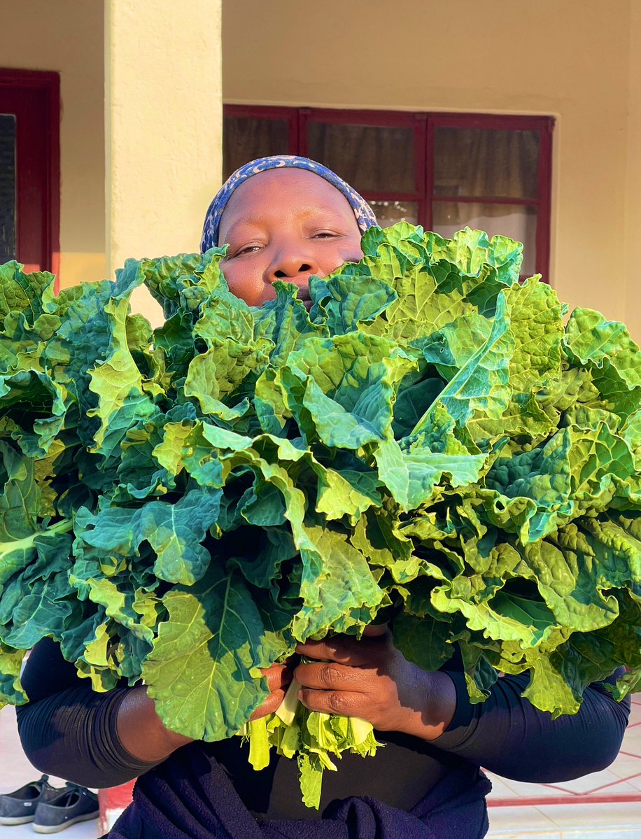Vie_matongo's tweet image. Zvatinoita tirikwedu, guruva ropfumbuka tichirima. @TeamFuloZim covo and lettuce