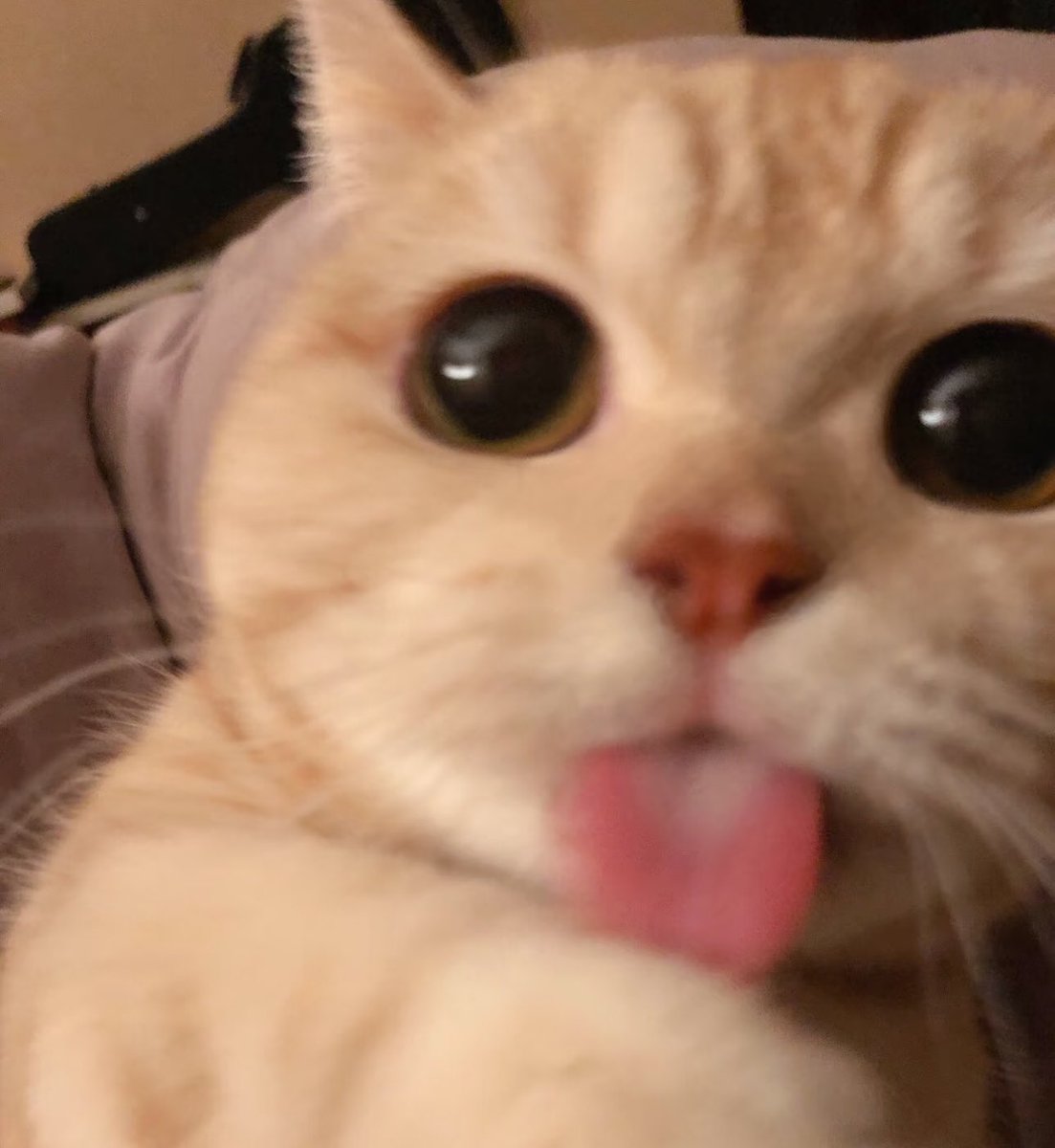 jellymoooo3's tweet image. 🐱👅