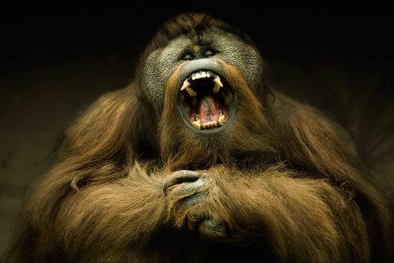 BİZDEN MUTLU CANLILAR

Elbette #AllahYarattı