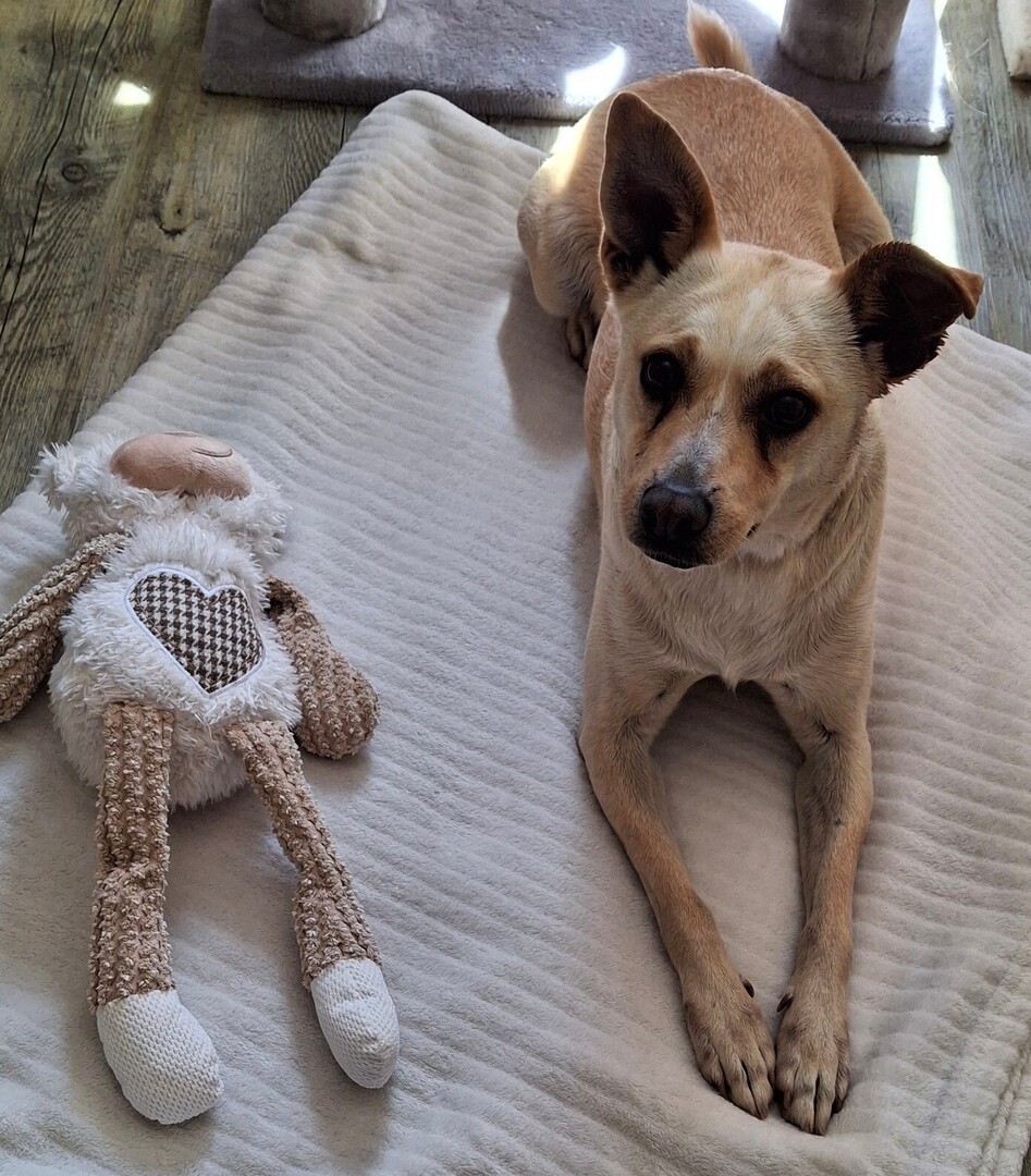 vigipets's tweet image. 🟠 🐶 Chien perdu le 22/07/2025 à Longeville-Lès-Metz (57050).
Race : Galgo (Lévrier Espagnol) / Âge : 5 an(s)
Stefcia / Femelle / Identifié(e) : Oui

☎️ 0766764492
📧 richard.victoria.ufrd@gmail.com

#VigiPets #chienperdu #chientrouve #chien #perdu #trouve