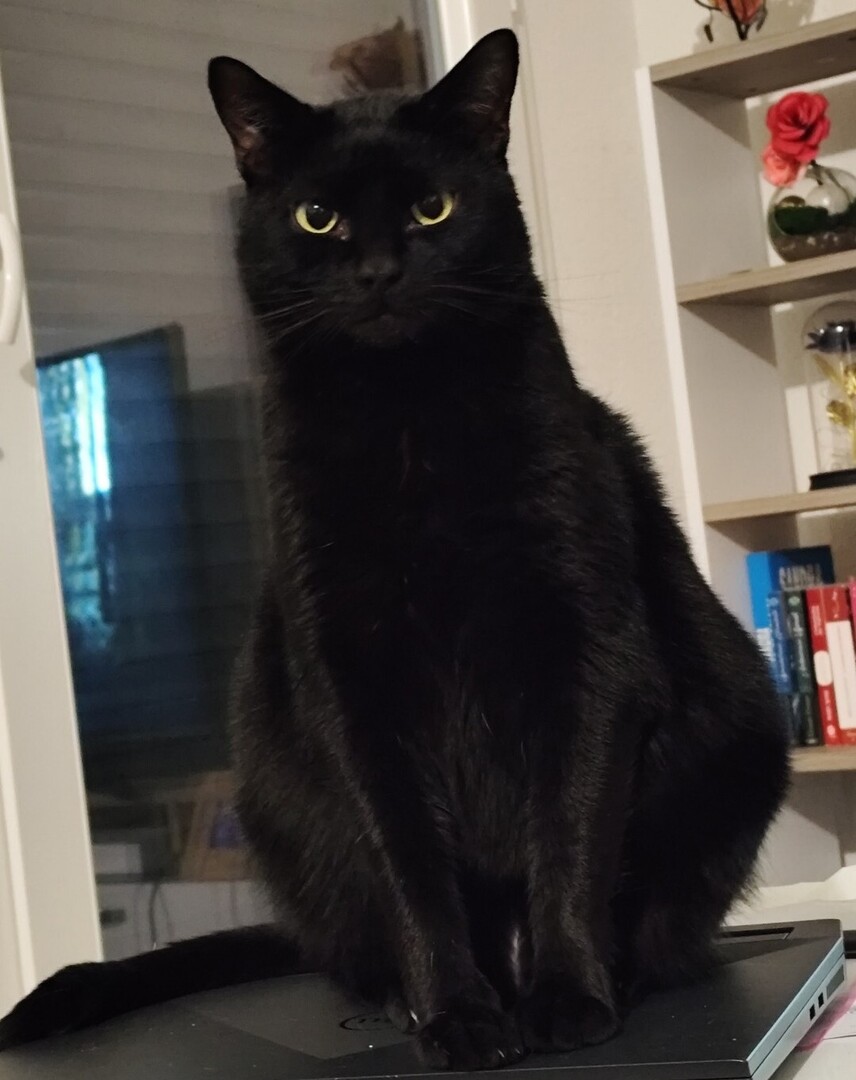 vigipets's tweet image. 🟠 🐱 Chat perdu le 13/07/2025 à Saint-Sulpice-Et-Cameyrac (33450).
Race : Européen / Âge : 6 an(s)
Nuino / Mâle / Identifié(e) : Oui

☎️ 0695669954
📧 mlaurabdx@yahoo.com

#VigiPets #chatperdu #chattrouve #chat #perdu #trouve