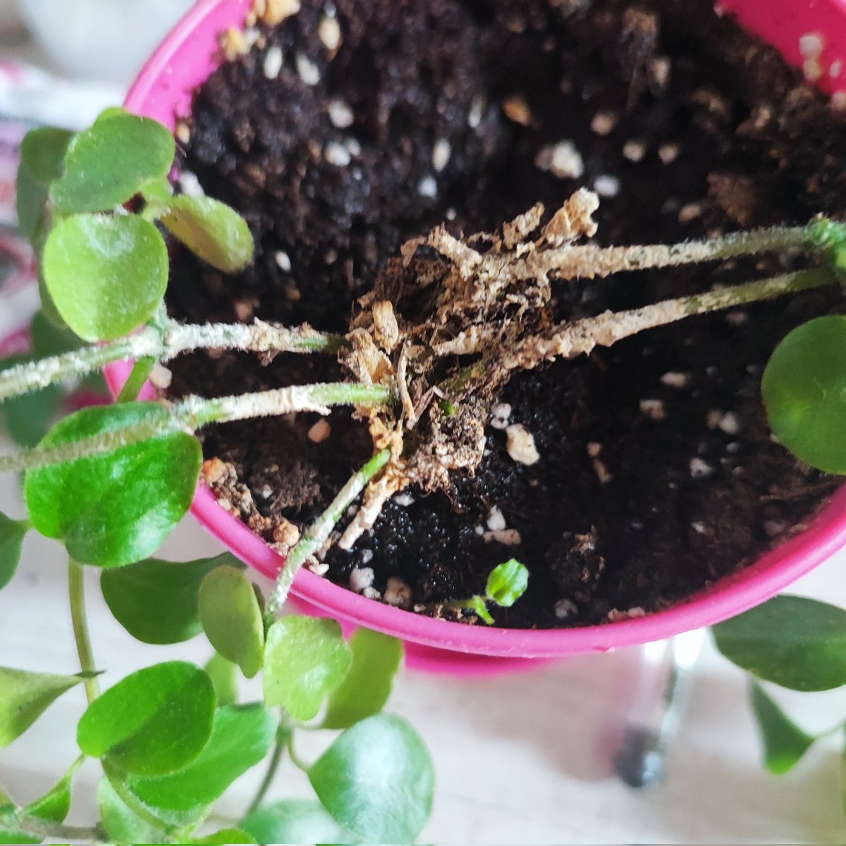 alexodeorain's tweet photo. I guess, Mon now has a child! 
I hope it'll survive! 
#mon_blooming_adventure https://t.co/zXaiIcH8Zm