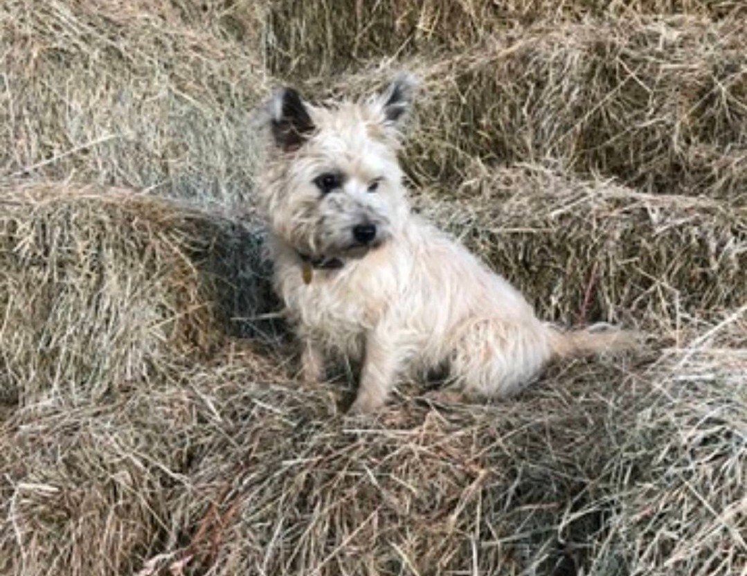 vigipets's tweet image. 🟠 🐶 Chien perdu le 10/07/2025 à Mézidon Vallée d&apos;Auge (14140).
Race : Cairn Terrier / Âge : 10 an(s)
Jamy / Mâle / Identifié(e) : Oui

☎️ 0685610359
📧 mariemadeuf@yahoo.com

#VigiPets #chienperdu #chientrouve #chien #perdu #trouve