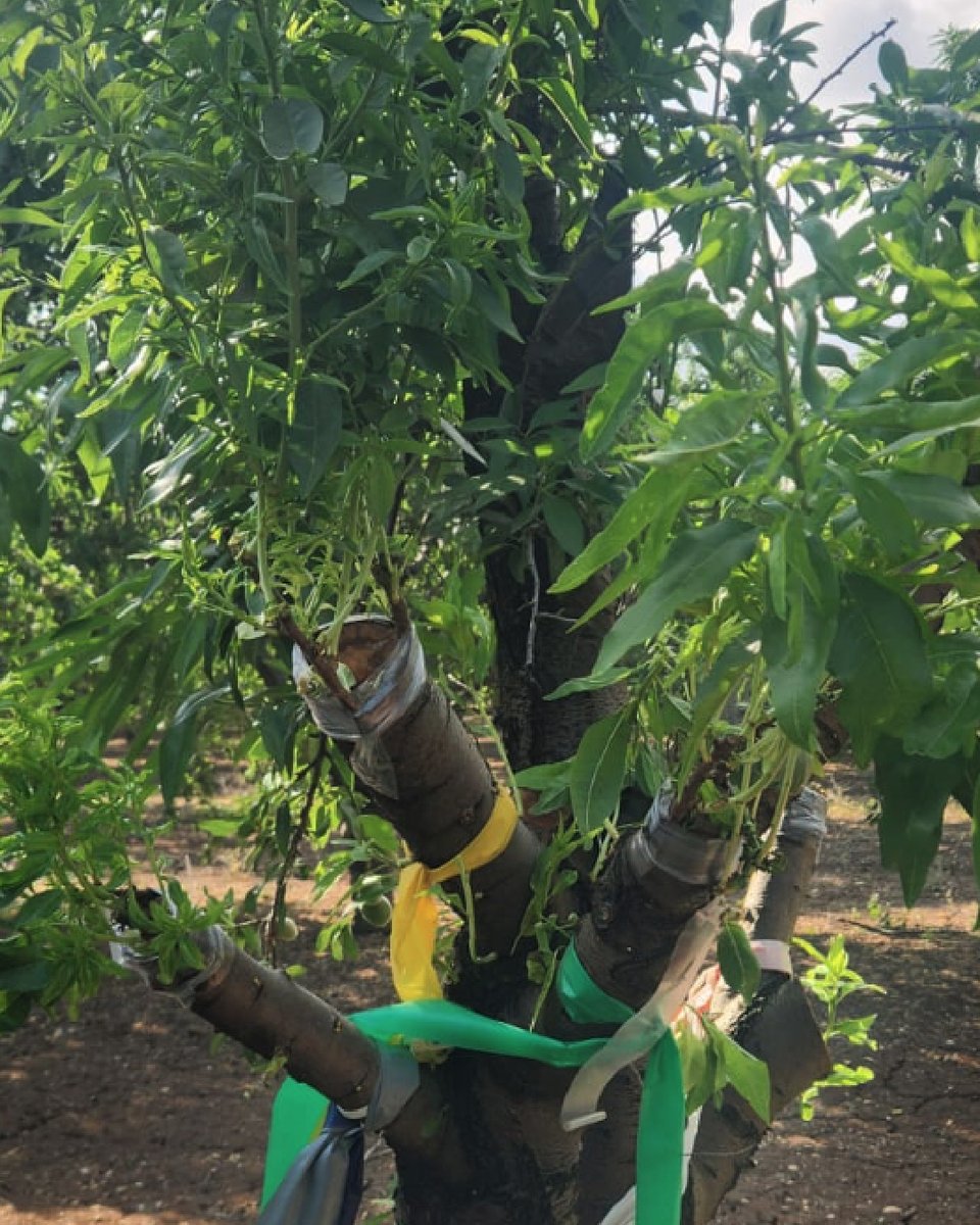 BexylP's tweet image. 📸Exploring our almond tree collection in search of resistance to Xylella fastidiosa. 🍃
In this study, scions from diﬀerent almond genotypes are grafted onto X. fastidiosa-infected trees. Over time, we monitor them for symptoms and test for bacterial colonization. 
Resistant…