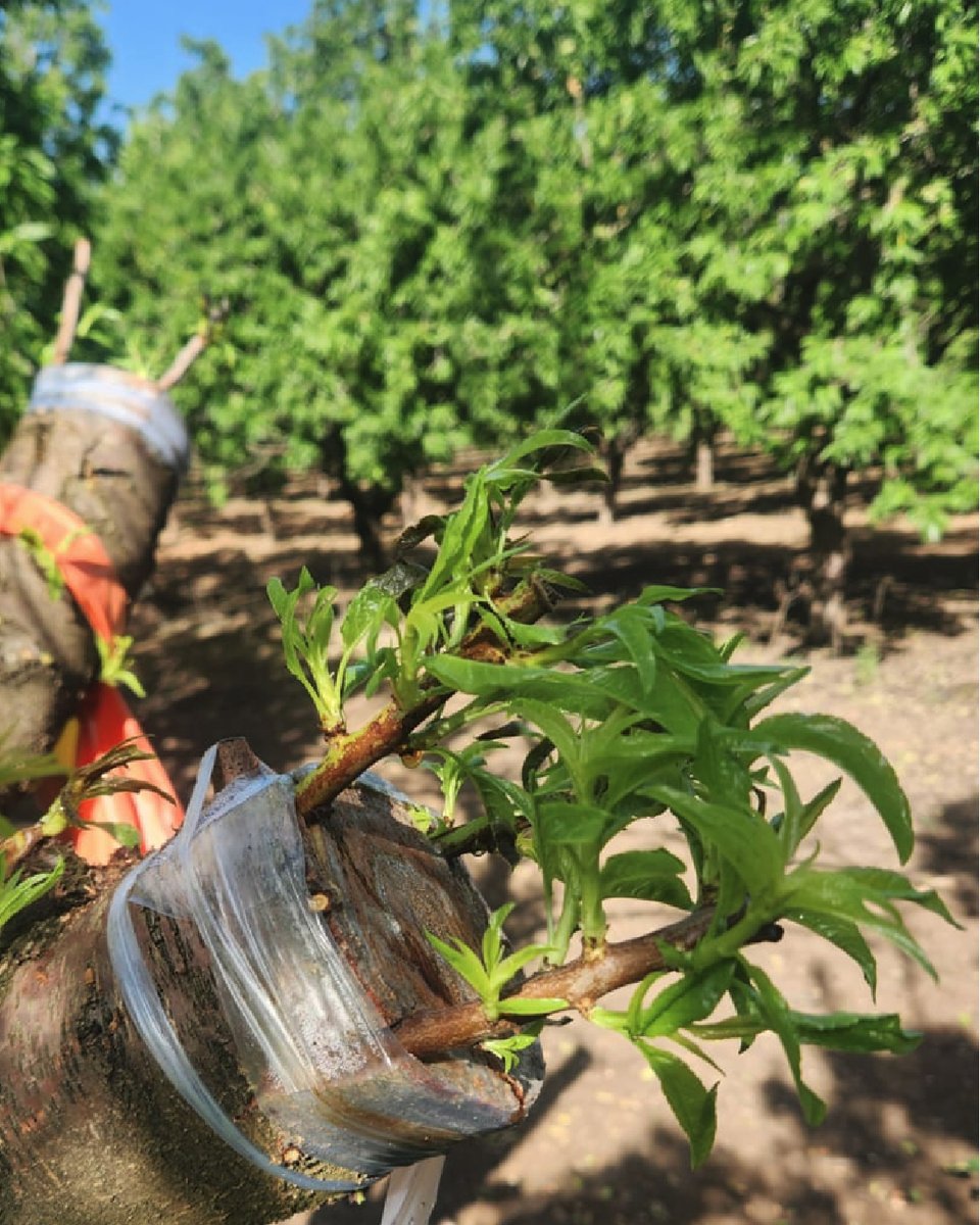 BexylP's tweet image. 📸Exploring our almond tree collection in search of resistance to Xylella fastidiosa. 🍃
In this study, scions from diﬀerent almond genotypes are grafted onto X. fastidiosa-infected trees. Over time, we monitor them for symptoms and test for bacterial colonization. 
Resistant…