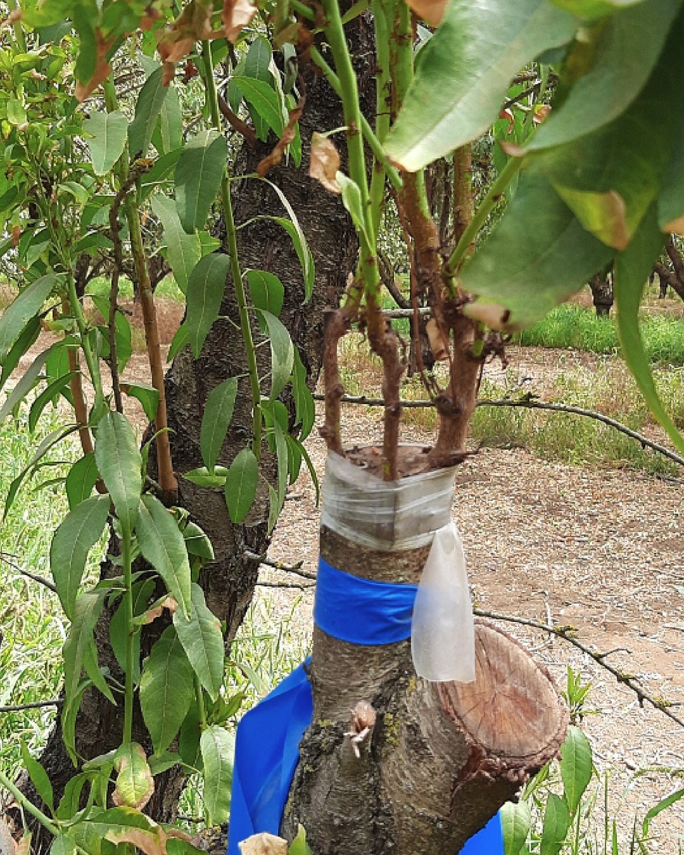 BexylP's tweet image. 📸Exploring our almond tree collection in search of resistance to Xylella fastidiosa. 🍃
In this study, scions from diﬀerent almond genotypes are grafted onto X. fastidiosa-infected trees. Over time, we monitor them for symptoms and test for bacterial colonization. 
Resistant…