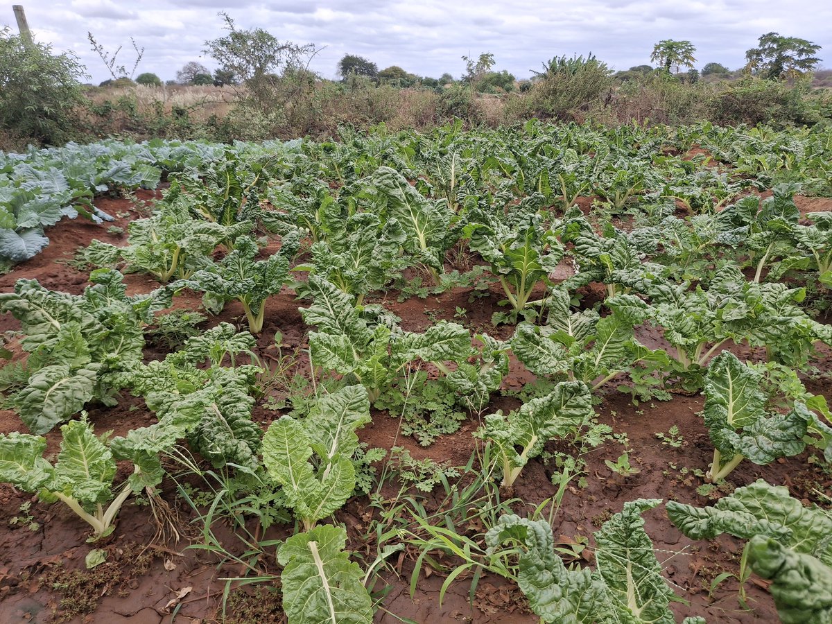 NCCK Nature Positive (@nps_ncck) on Twitter photo Against all odds, Matheka Eleve & Judith Kimeu are growing spinach & kales in drought-hit Athi Ward. Their garden feeds families, pays school fees, and inspires others. Proof that resilience grows even in dry soil. #ClimateHope #SmartFarming <a href="/Foodgrains/">Canadian Foodgrains Bank</a> <a href="/UnitedChurchCda/">United Church Canada</a> Against all odds, Matheka Eleve & Judith Kimeu are growing spinach & kales in drought-hit Athi Ward. Their garden feeds families, pays school fees, and inspires others. Proof that resilience grows even in dry soil. #ClimateHope #SmartFarming <a href="/Foodgrains/">Canadian Foodgrains Bank</a> <a href="/UnitedChurchCda/">United Church Canada</a>