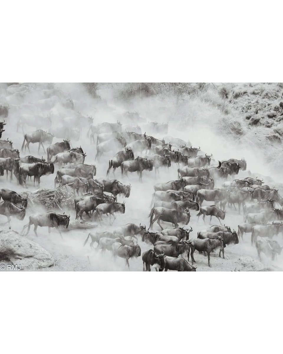 TOEHOLD_TP's tweet image. Some see wildlife. Ravi M J sees a story unfolding frame by frame.
His images don’t just show the wild - they immerse you in it.
From chase to stillness, every shot crackles with raw energy.
#ToeholdPhotoTravel