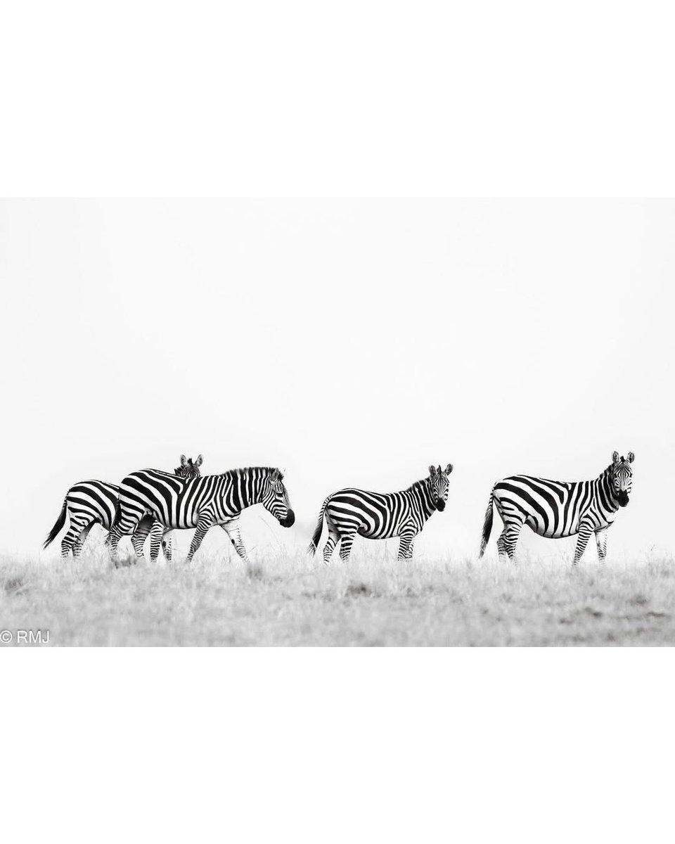 TOEHOLD_TP's tweet image. Some see wildlife. Ravi M J sees a story unfolding frame by frame.
His images don’t just show the wild - they immerse you in it.
From chase to stillness, every shot crackles with raw energy.
#ToeholdPhotoTravel