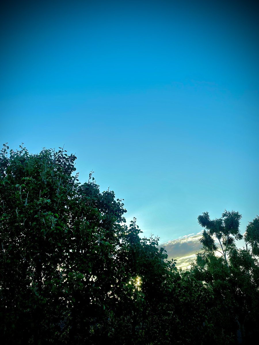 haiku366's tweet image. streak across sunrise
mechanical parakeets
green gold reflected