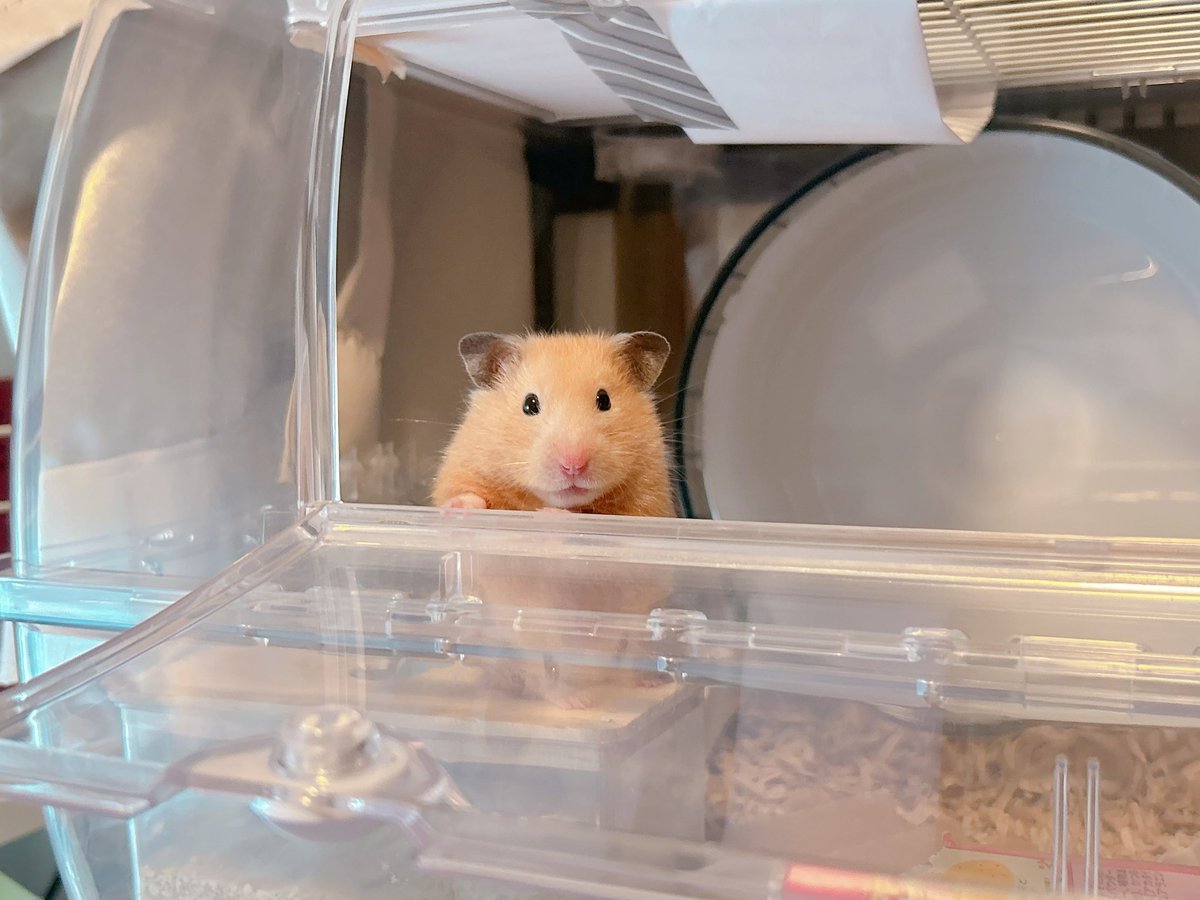 25tter's tweet image. きなこさんは病院へ みたらしさんは巣へ