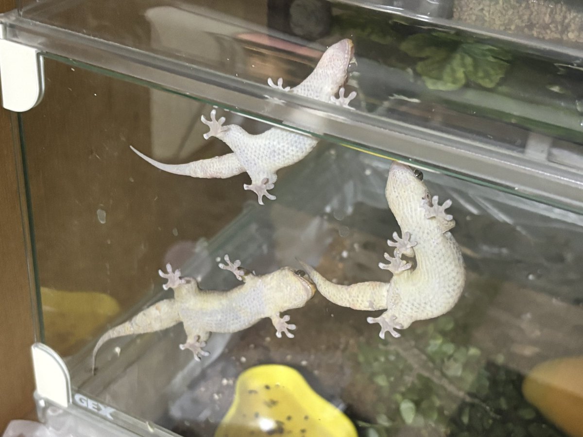 Bombina0's tweet image. ンンンかわわ