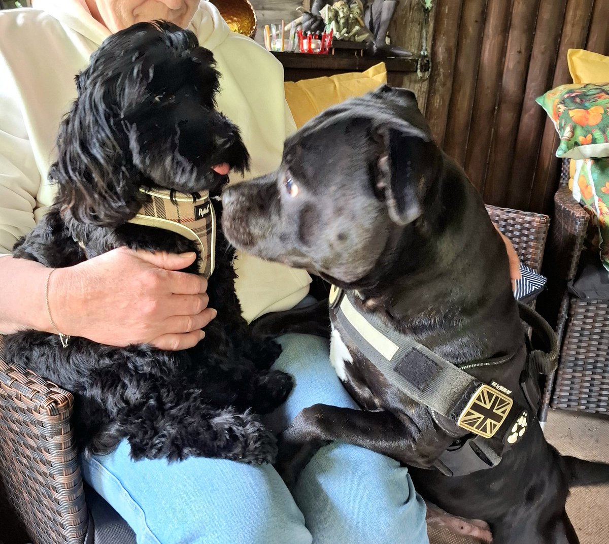 Day 1954

Very good morning to you all.
Meet Nala, this little queen of a lady  wandered into my bar, looking for a drink of water....Made my day 👌♥️🐾

VIVAT REX 
ICH DIEN 
♥️🐾🐾🐾
