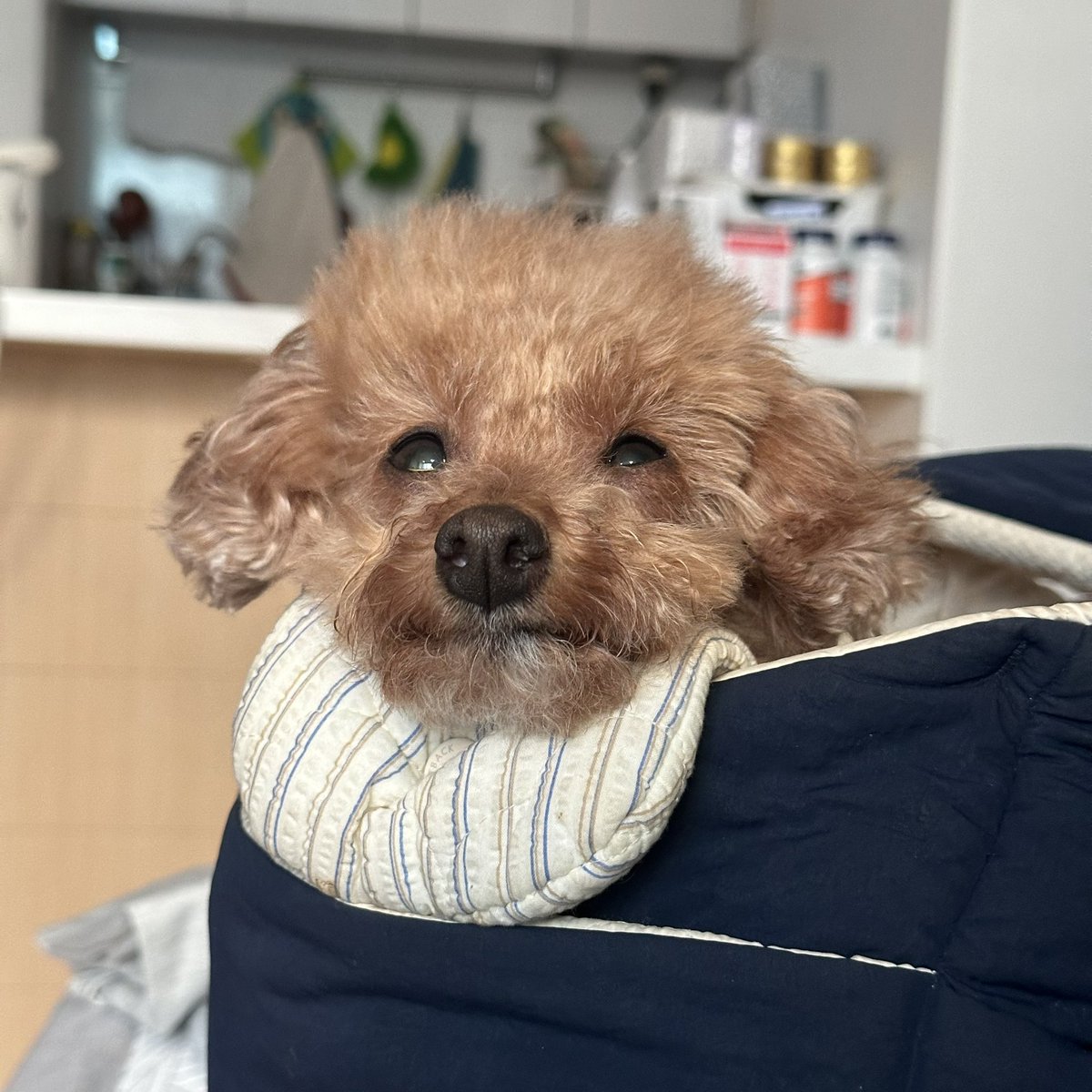 나간다고 설레발 치더니 나갈시간쯤 돼서 강아지 기절....☆