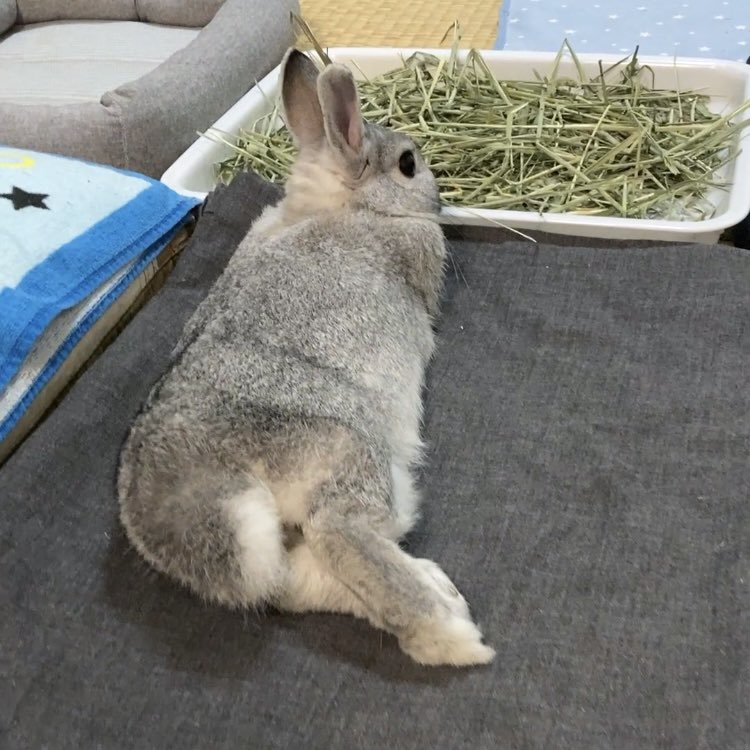 Er7Eh's tweet image. Chu- かわいくてごーめーん-♪(事実)