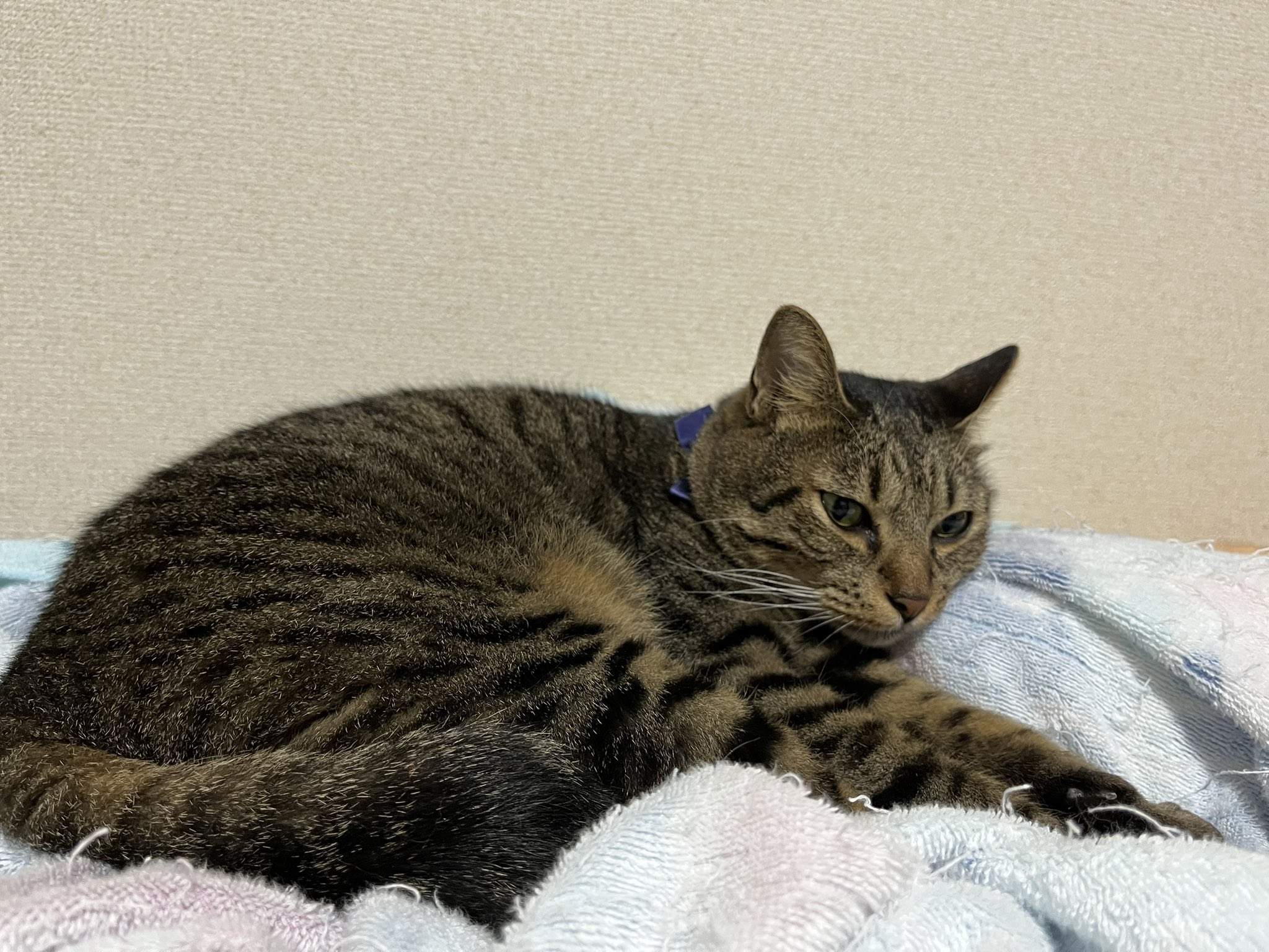 ねこ 金太＠🏍z400🏍 on X: 