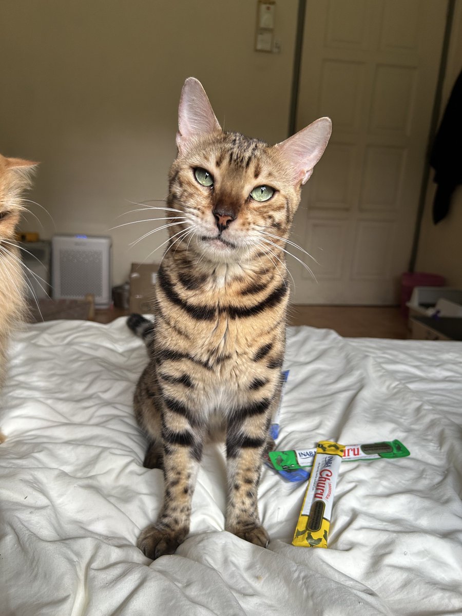 yemmeow's tweet photo. Dah seminggu don tak balik. Pulangkan Don pada i. Tarikh vaksin dia dah nak habis. I tahu don pun rindukan i. Orang yang betul-betul sayang kucing takkan ambik kucing yang dijaga elok, mesti dia akan faham perasaan owner. I cuma nak Don balik ja 😢 https://t.co/W5W5FHvGkg