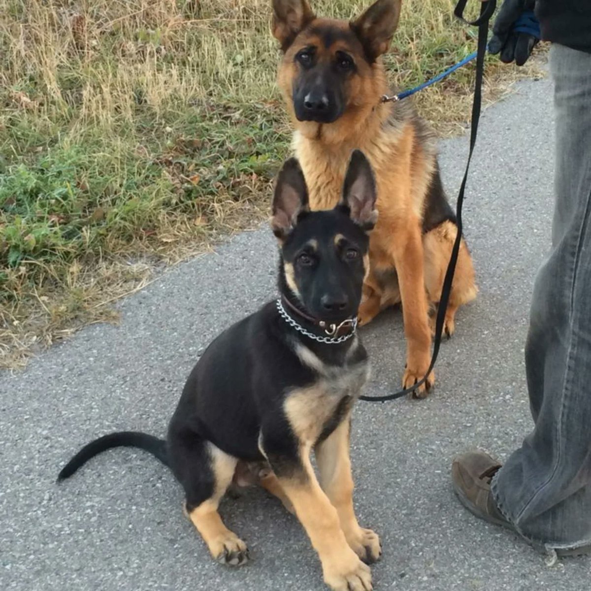 WilliamsDevid1's tweet photo. tow cuteness gsd lover https://t.co/a9TSClDuxo