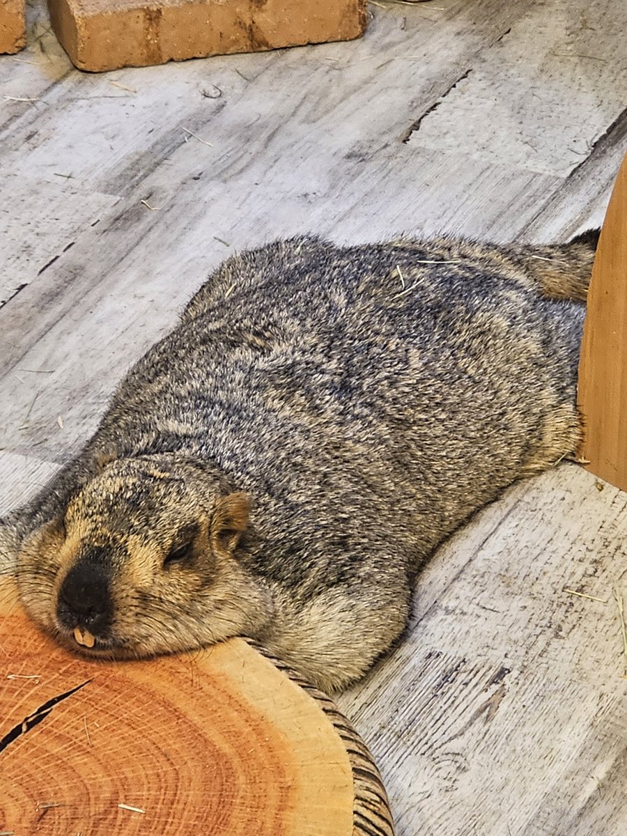 <a href="/dillinger_duck/">あひるさん</a> <a href="/marmotmura/">マーモットカフェ「マーモット村」</a> 渾身の画像をお裾分け