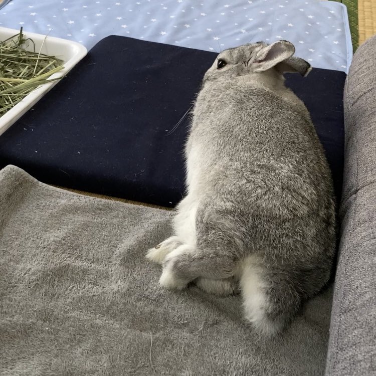Er7Eh's tweet image. うさけつようび
トトロみたいだの〜