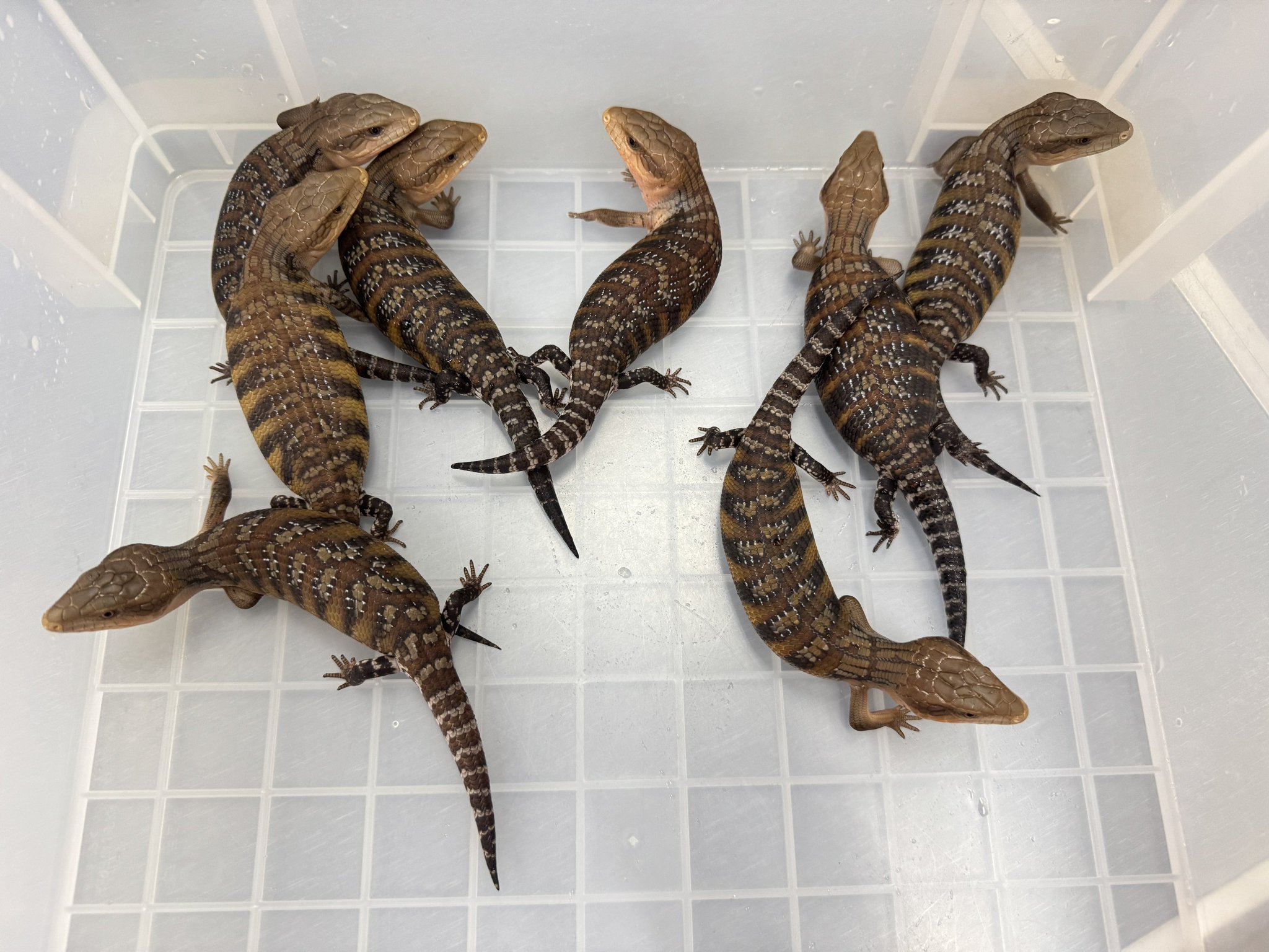 VQ JN トカゲの王 1から3 QU RV 🍺こう🦎🍻🍢 on X: