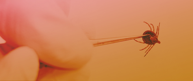 Title Story "The Expanding Threat of Crimean-Congo Haemorrhagic Fever Virus: Role of Migratory Birds and Climate Change as Drivers of Hyalomma spp. Dispersal in Europe" by Melissa Alves Rodrigues et. all. 
Link: mdpi.com/3359334
#Birds #OneHealth #ClimateChange