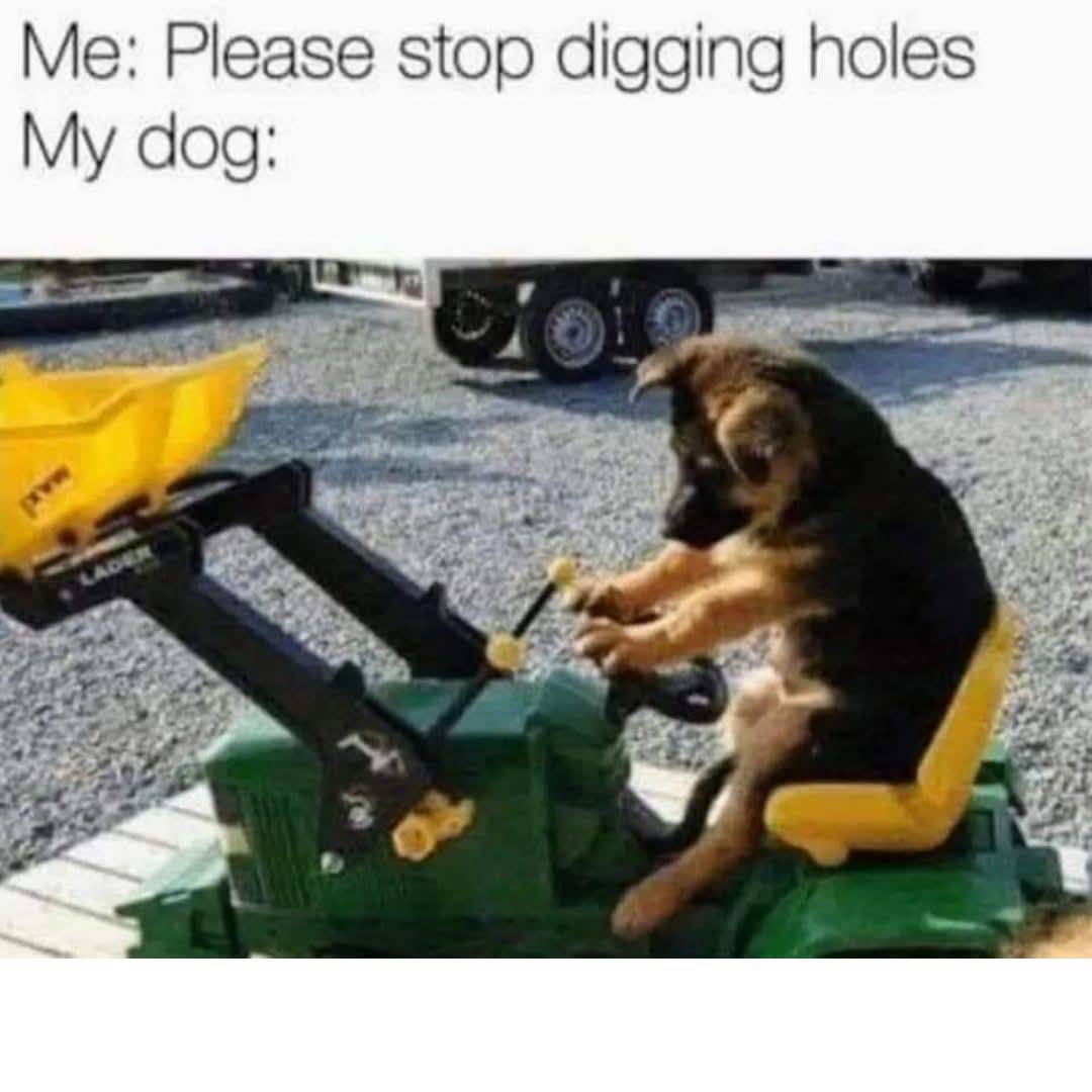 Heckin Good Dogs (@heckingooddogs) on Twitter photo 