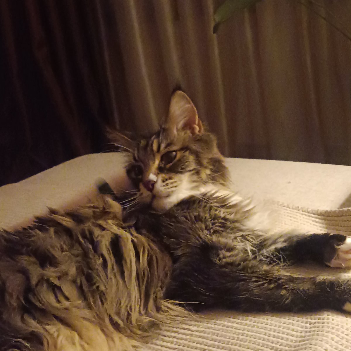 gerxinski's tweet image. My precious little boy