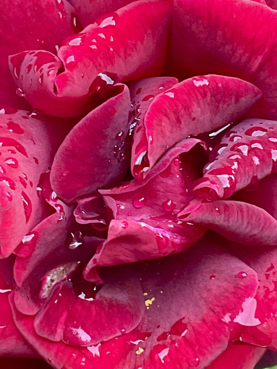 Silabrei's tweet image. Wenn man im Garten von dieser Schönheit angeduftet wird, dann freut man sich. Es ist ganz einfach.
Guten Morgen, habt einen angenehmen Wochenstart!