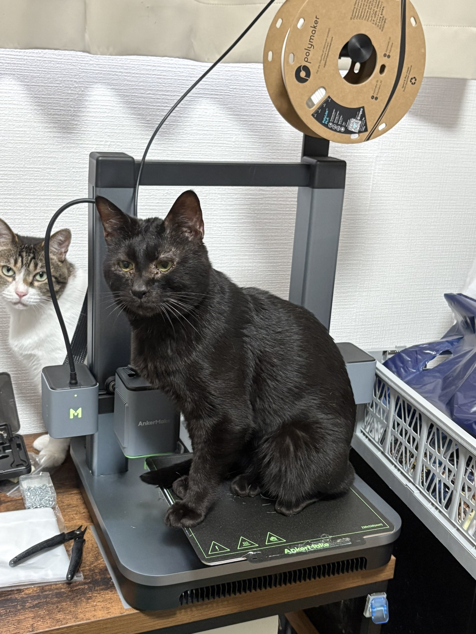 ねこ kazu✨ on X: 