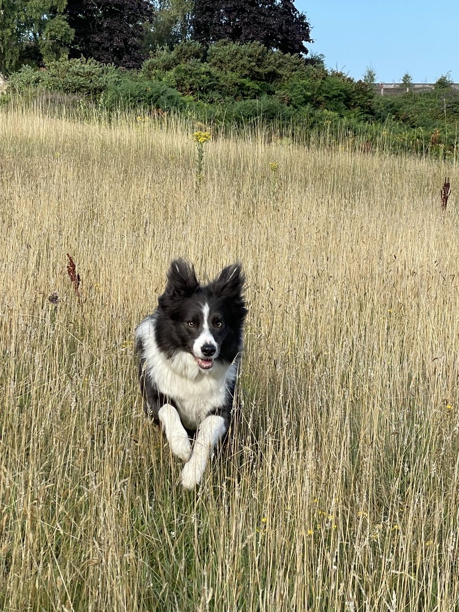 JMSimpsonauthor's tweet image. Merlin’s having a fabulous Monday already….