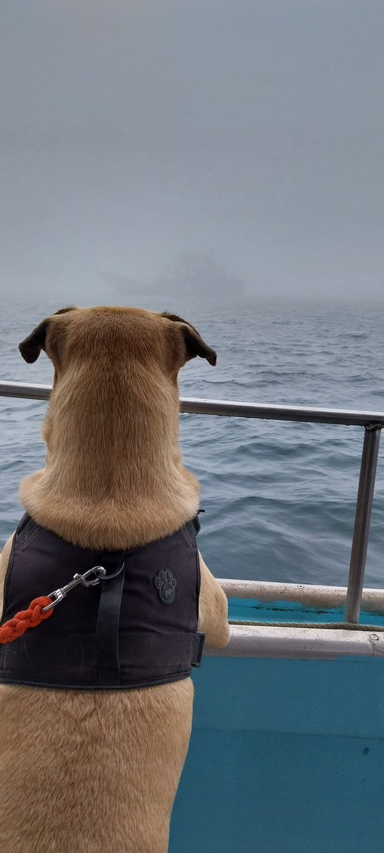 i_Viewapps's tweet image. Gone fishin
🎵🎵🎵 Blow high blow low
a whalin we will go 🎵🎵🎵
@ChilledKongs