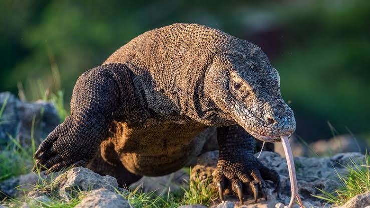 THENIC3KID's tweet image. What animal is this 🤔
