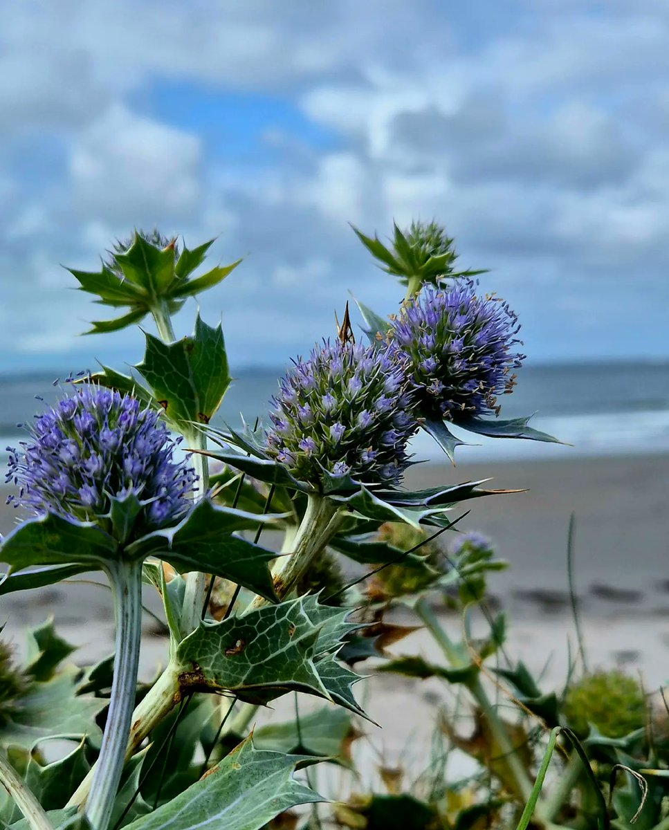 cormac_mcginley's tweet image. Sea Holly (Eryngium maritimum) blooms. A Salt tolerant, hardy coastal plant. Apparently was considered to be an aphrodisiac in the 1500s and 1600s. Not sure what happened in the meantime 🤣
County Clare, Ireland.