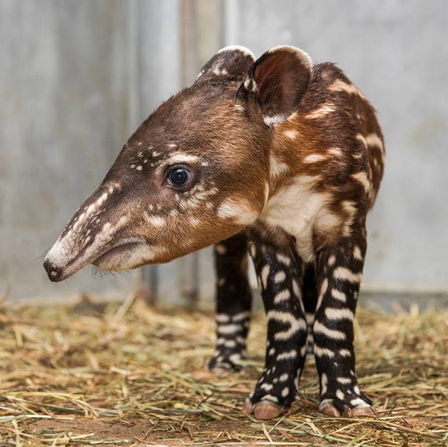 BigBangSciCom's tweet image. Un bébé tapir :) Les tâches blanches disparaissent lorsqu'il grandit.
Crédits : Amiee Stubbs
Source : pinterest.ch/pin/4063091976…
#wildlife #animals #naturelovers #animaux #nature #zoologie #zoology