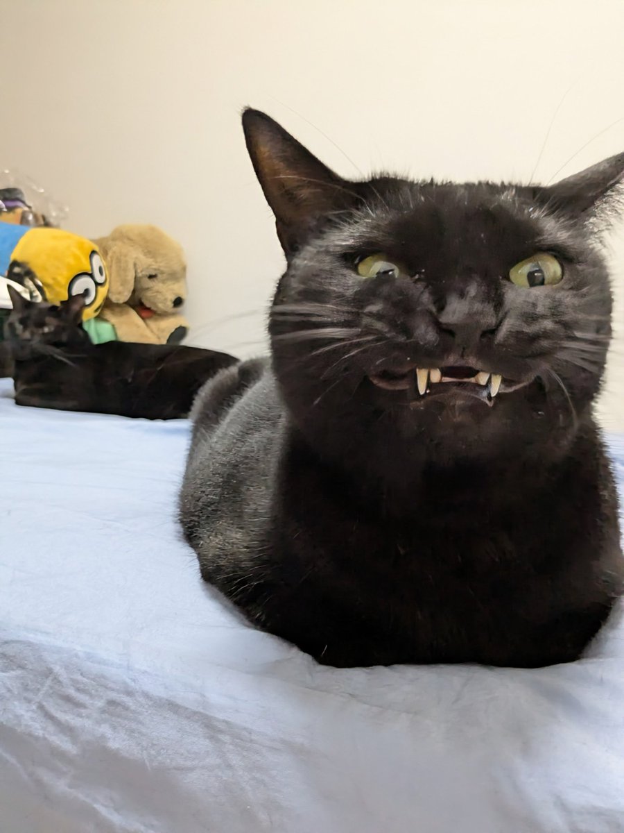 黒猫 ぺぺ太 on X: