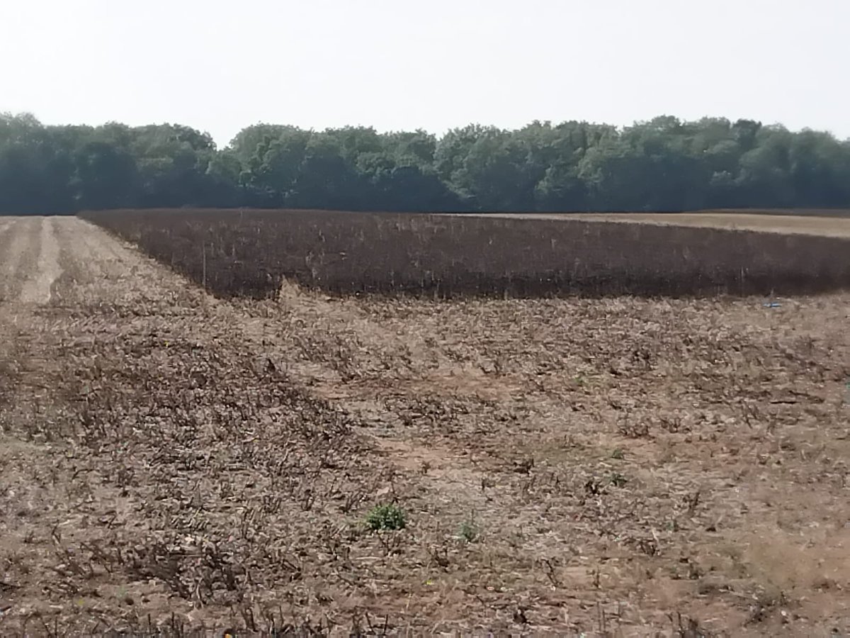 British On-Farm Innovation Network (BOFIN) Pulse Pioneer trial was harvested this weekend. Winter beans were getting onto 6ft last year but struggled to make 3ft this year in the neighbouring field…weigh tickets will soon be in and we can start digging into early results!