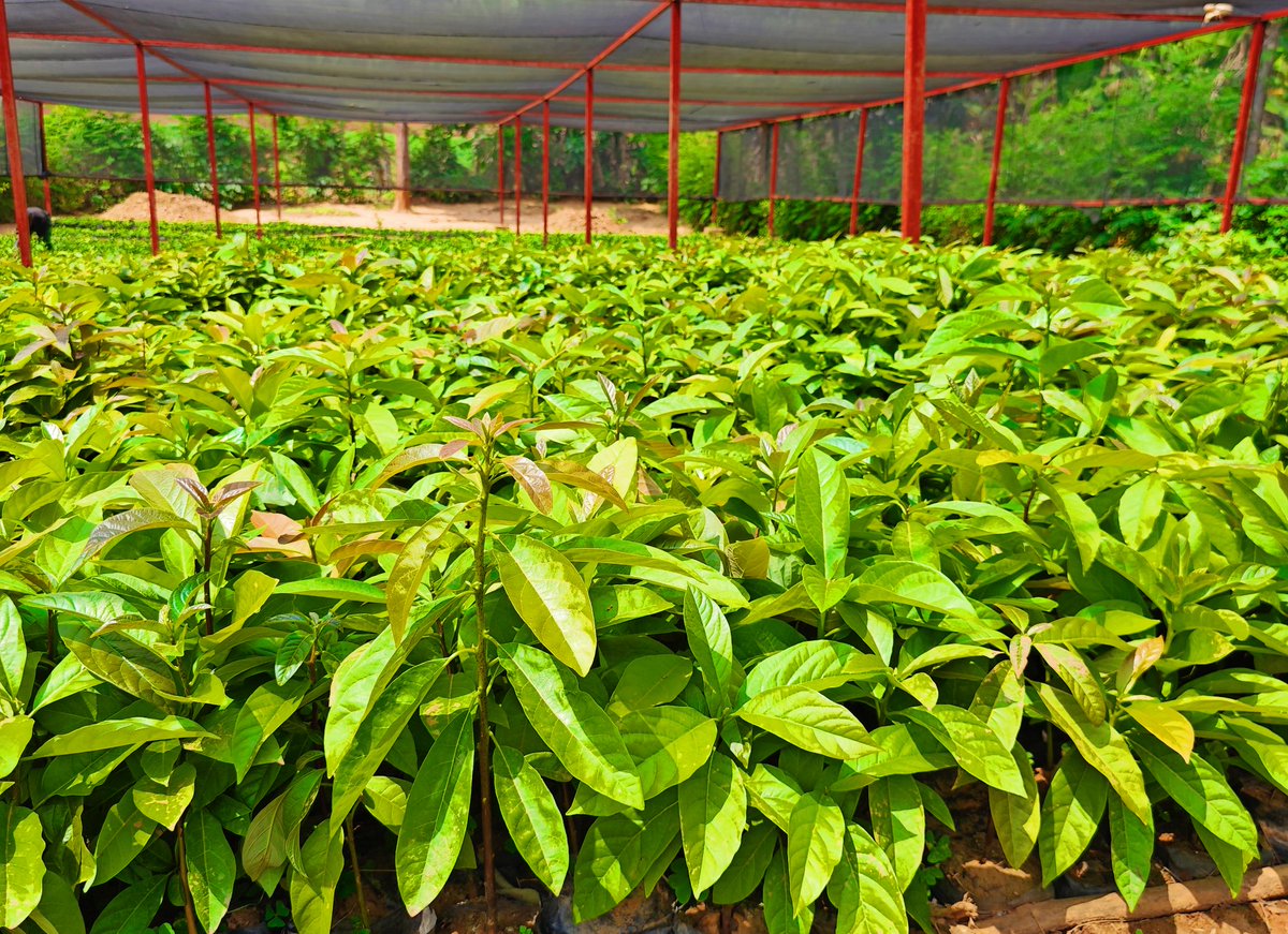 GreengoalR's tweet image. Happy Monday Farmer!
Ready to Grow your own delicious avocado 🥑? Our premium seedlings will be ready by October 🤗 secure your spot now to harvest income and fresh fruits.
The Process are simple:
Call us : +250 790 056, or
Fill this order form: forms.gle/X891RsS92uYGDD