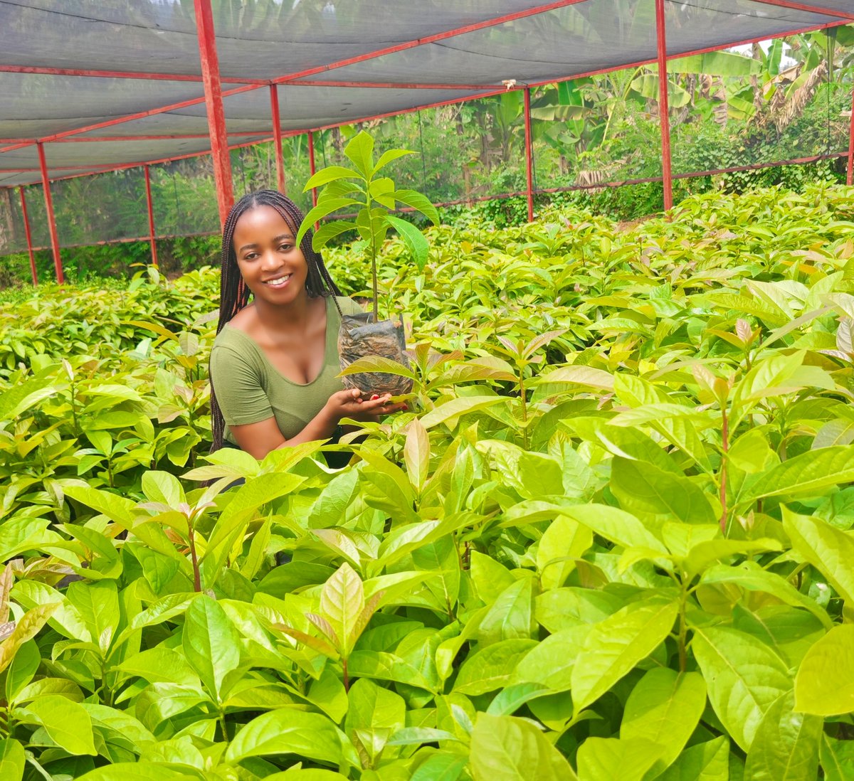 GreengoalR's tweet image. Happy Monday Farmer!
Ready to Grow your own delicious avocado 🥑? Our premium seedlings will be ready by October 🤗 secure your spot now to harvest income and fresh fruits.
The Process are simple:
Call us : +250 790 056, or
Fill this order form: forms.gle/X891RsS92uYGDD