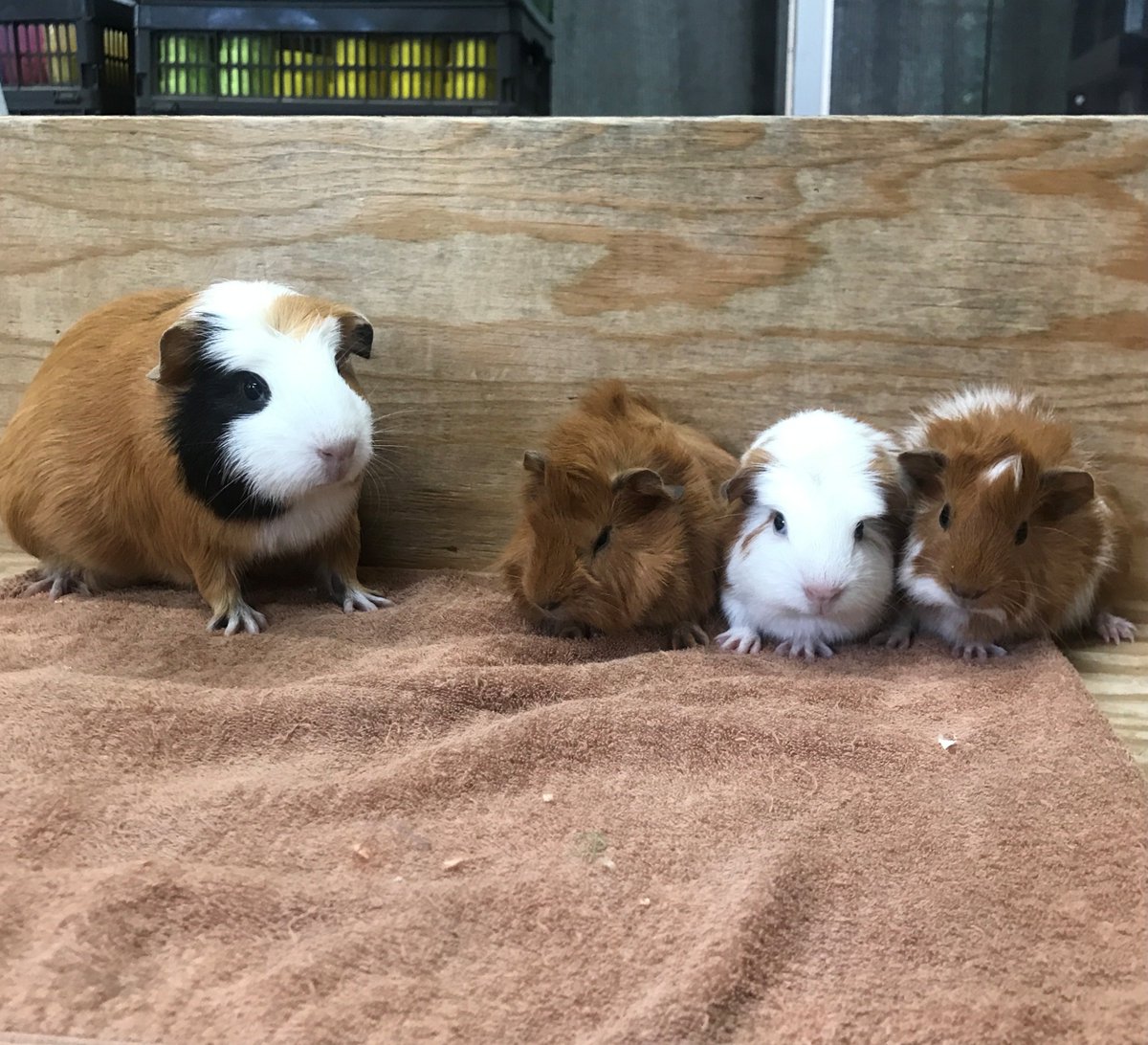 seibutuen_info's tweet photo. 6月22日、#すいとん が3頭の赤ちゃんを出産しました！左から #おみそ 、#おだし 、#みりん です。(この微妙な距離感は何なんだ…)
#足立区 #生物園 #モルモット https://t.co/p5qUBMHzmG