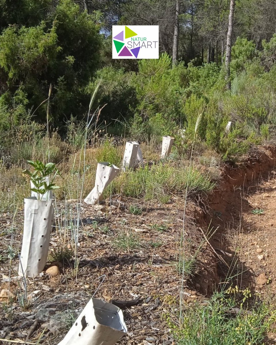 El proyecto Natursmart da pasos hacia adelante para una gestión agroforestal inteligente y sostenible. 🌲🌎 Identificamos los servicios esenciales de nuestros ecosistemas como protección del suelo, captura de carbono y gestión eficiente del agua.