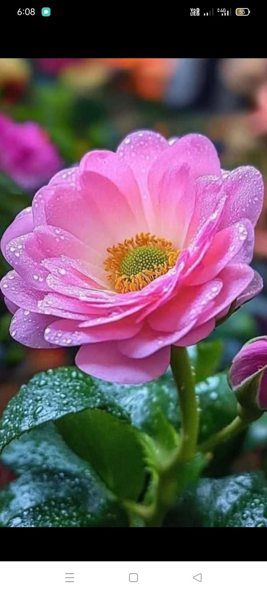 patelprevin74's tweet image. कितनी भी अच्छी खुश्बू हो
लगातार आती रहे तो महत्व कम हो जाता है खुशनूमा मौजुदगी बोझ बनें उसके पहलेअलविदाकहदे
शुभ दोपहर