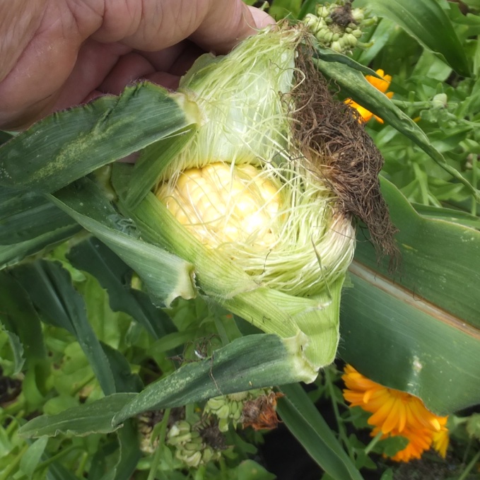 FlowerdewBob's tweet image. sweet corn is ready when tassels have shrivelled & kernels at top of cob full & if squashed 'full of clotted cream', if watery= too early, cheesy= gone over, pick then immediately put in already boiling water for five to ten minutes, no longer!