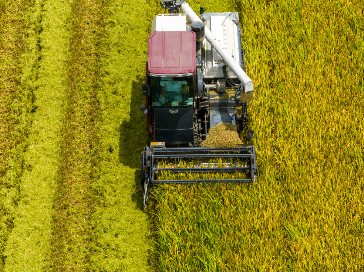 Haishu District's early rice demo base sets a new record with an average yield of 727.5 kg/mu! The "Yongxian 844" variety, coupled with advanced agri-tech, boosts production. Despite rainy challenges, expert guidance secured the bumper harvest. 🌾✨ #RiceRecord #AgriTech